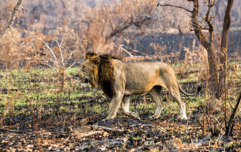 The Big5 Safari Game Drive, Akagera NP