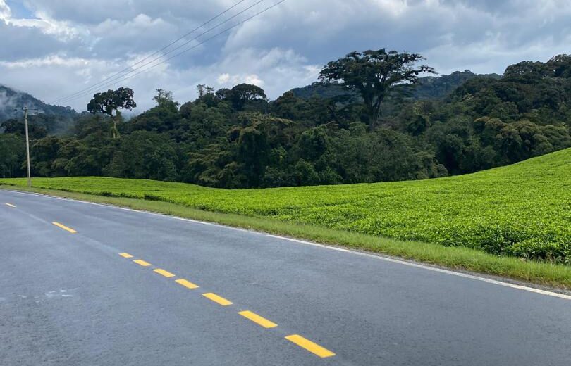 Nyungwe Forest Adventure, Chimpanzees, Canopy Walk & Cultural Experience