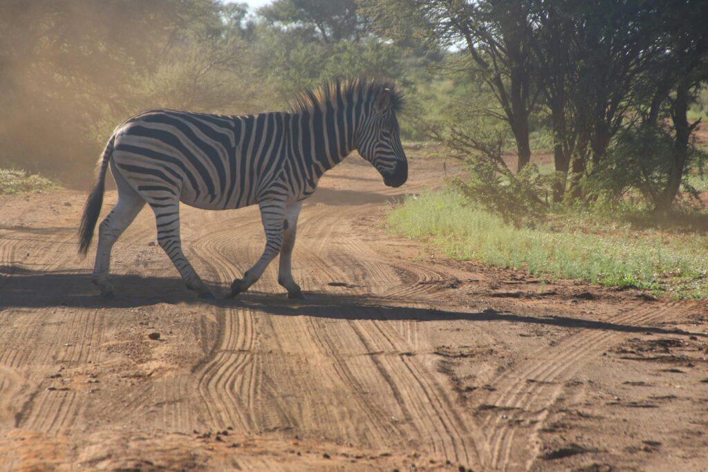 A lone zebra crosses a dirt road in the dusty African savannah during daytime.