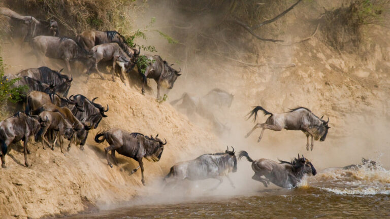 wildebeests-crossing-mara-river-serengeti-national-park
