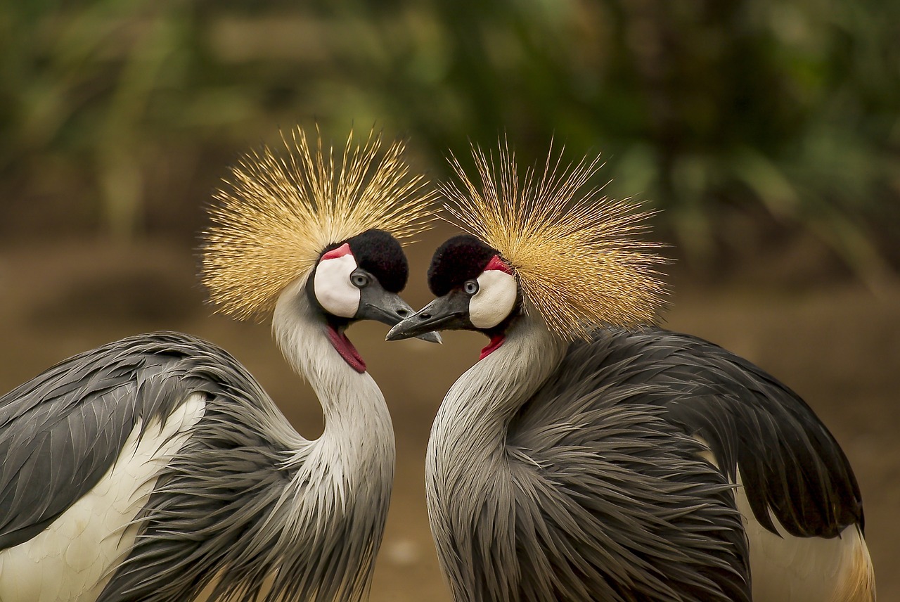 grey-crowned-cranes-540657_1280