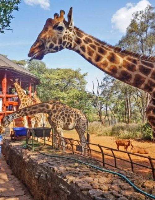 giraffe-centre-nairobi