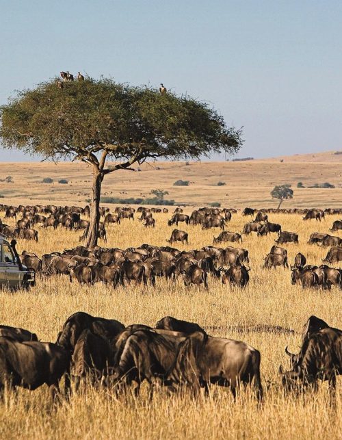 maasai-mara-8